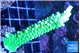 Acropora neon green 3-5 cm WYSIWYG acclimaté
