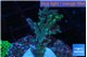 Acropora joker 3-4 cm WYSIWYG acclimaté