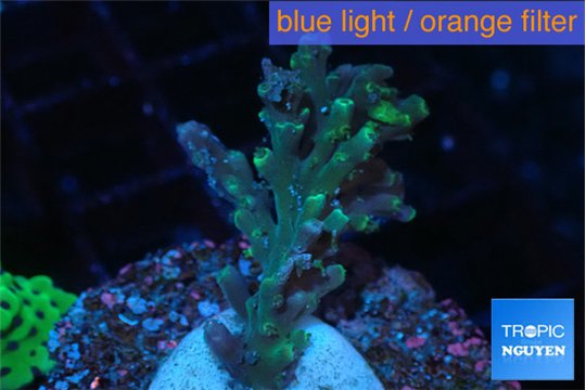 Acropora joker 3-4 cm WYSIWYG acclimaté