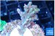 Acropora joker 3-4 cm WYSIWYG acclimaté