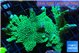 Montipora green & purple polyps 5-6 cm WYSIWYG acclimaté