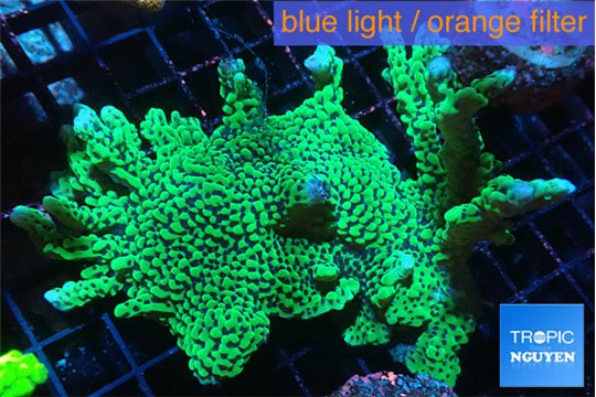 Montipora green & purple polyps 5-6 cm WYSIWYG acclimaté