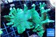 Montipora green & purple polyps 5-6 cm WYSIWYG acclimaté
