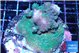 Acropora green base rock 6-8 cm WYSIWYG acclimaté