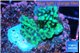 Montipora green & purple polyps 2-4 cm WYSIWYG acclimaté