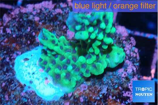 Montipora green & purple polyps 2-4 cm WYSIWYG acclimaté
