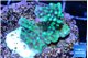 Montipora green & purple polyps 2-4 cm WYSIWYG acclimaté