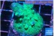Acropora green 3-5 cm WYSIWYG acclimaté