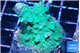 Acropora green 3-5 cm WYSIWYG acclimaté