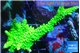 Acropora neon green 5-7 cm WYSIWYG acclimaté