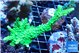 Acropora neon green 5-7 cm WYSIWYG acclimaté