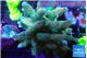 Acropora mango 7-11 cm WYSIWYG acclimaté