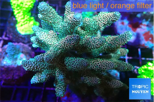 Acropora mango 7-11 cm WYSIWYG acclimaté