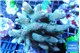 Acropora mango 7-11 cm WYSIWYG acclimaté