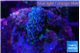 Acropora tenuis purple blue 2 cm WYSIWYG acclimaté