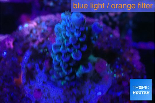 Acropora tenuis purple blue 2 cm WYSIWYG acclimaté