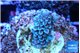 Acropora tenuis purple blue 2 cm WYSIWYG acclimaté
