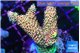 Acropora mango 3-5 cm WYSIWYG acclimaté