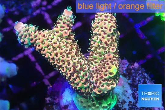 Acropora mango 3-5 cm WYSIWYG acclimaté