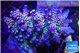 Acropora purple Walt Disney 7-10 cm WYSIWYG acclimaté