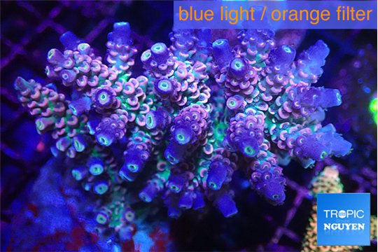 Acropora purple Walt Disney 7-10 cm WYSIWYG acclimaté