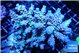 Acropora purple Walt Disney 7-10 cm WYSIWYG acclimaté