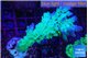 Acropora green & blue tip Fijii 5-6 cm WYSIWYG acclimaté