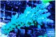 Acropora green & blue tip Fijii 5-6 cm WYSIWYG acclimaté