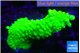 Acropora neon green 4-6 cm WYSIWYG acclimaté
