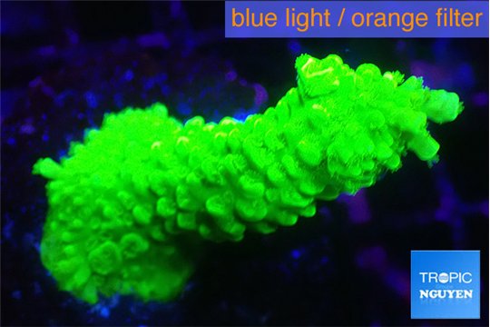 Acropora neon green 4-6 cm WYSIWYG acclimaté