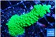Acropora neon green 4-6 cm WYSIWYG acclimaté