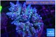 Acropora purple Walt Disney 7-10 cm WYSIWYG acclimaté
