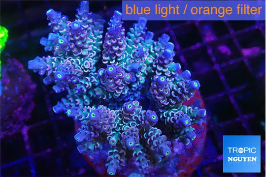 Acropora purple Walt Disney 7-10 cm WYSIWYG acclimaté
