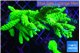 Acropora neon green 8-13 cm WYSIWYG acclimaté