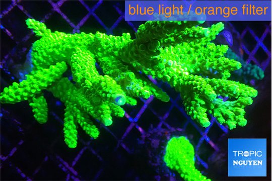 Acropora neon green 8-13 cm WYSIWYG acclimaté