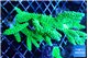 Acropora neon green 8-13 cm WYSIWYG acclimaté