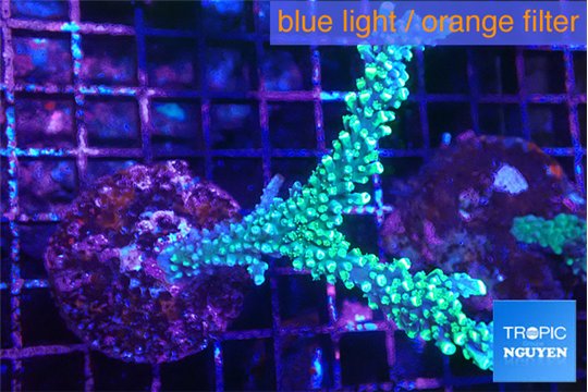 Acropora joker 4-6 cm WYSIWYG acclimaté
