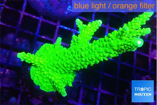 Acropora neon green 6-9 cm WYSIWYG acclimaté