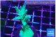 Acropora green & purple tip 4-5 cm WYSIWYG acclimaté