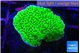 Montipora green 3-4 cm WYSIWYG acclimaté