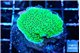 Montipora green 3-4 cm WYSIWYG acclimaté