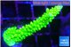 Acropora neon green 3-4 cm WYSIWYG acclimaté