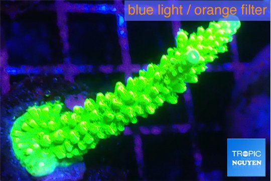 Acropora neon green 3-4 cm WYSIWYG acclimaté