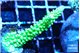 Acropora neon green 3-4 cm WYSIWYG acclimaté