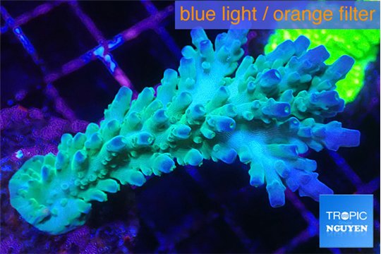 Acropora green & blue tip Fijii 4-6 cm WYSIWYG acclimaté