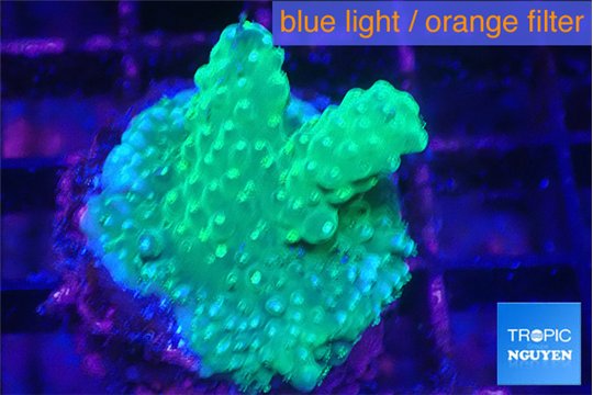 Acropora humilis green & yellow polyps Fijii 2-3 cm WYSIWYG acclimaté