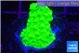 Acropora neon green 2-3 cm WYSIWYG acclimaté
