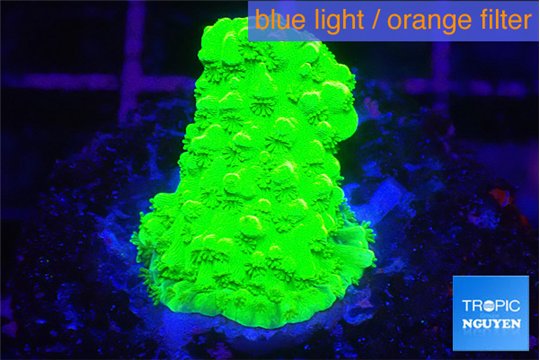 Acropora neon green 2-3 cm WYSIWYG acclimaté