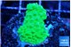 Acropora neon green 2-3 cm WYSIWYG acclimaté