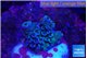 Acropora tenuis purple blue 1-2 cm WYSIWYG acclimaté